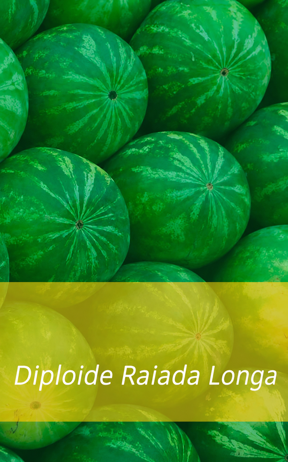 M SLIDESHOW  MELANCIA