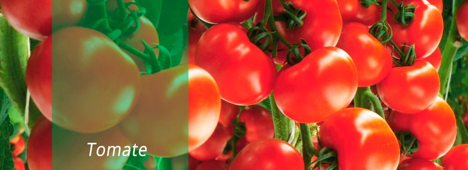 Tomate