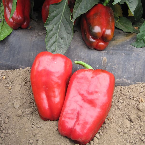 SV5253PH